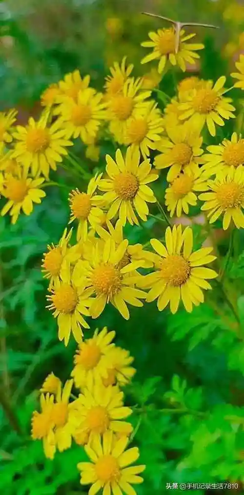 菊花的花瓣如丝般细腻犹如仙女洒下的柔情让人感到温暖与祥和