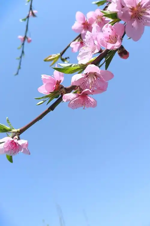 家里的桃花也太好看了吧