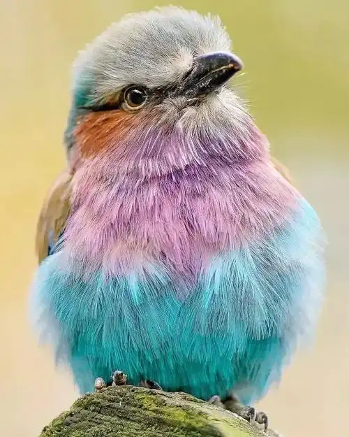 15种高颜值的动物动物可以这么美彻底完胜人类