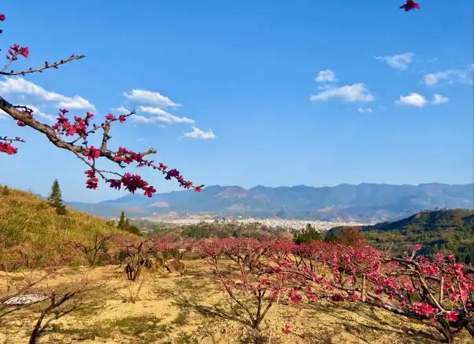 水蜜桃之乡十里桃花园
