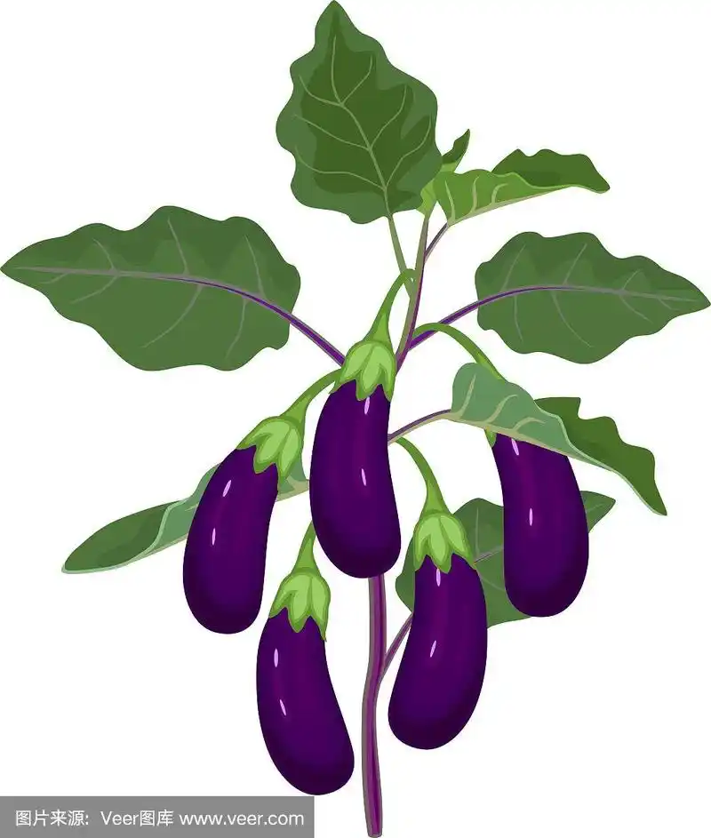 熟的,茄子,叶子,水果,绿色