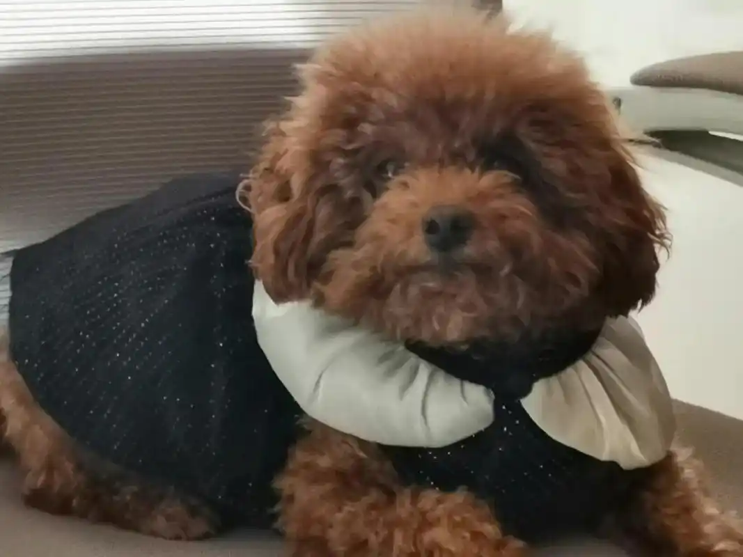 八岁的泰迪胰腺炎复发,在家吃药就给治好了 我家狗狗大饼今年八岁了