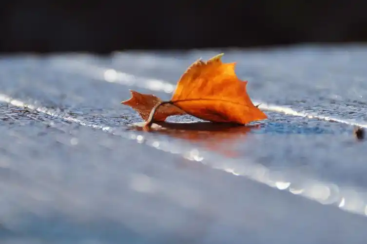 唯美意境之落叶