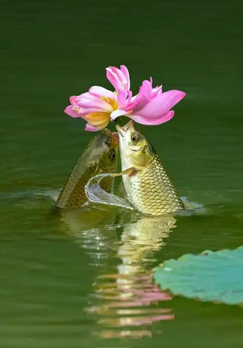 一跃高升水波上有一条活泼跳跃的鲤鱼:一. 来自繁星算命馆 - 微博