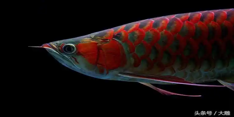 旺财鱼图片大全,家中_大山谷图库