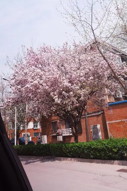 路过一棵海棠树