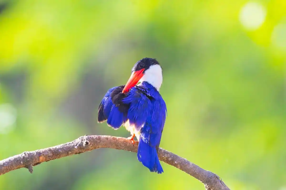 蓝翡翠鸟 #万物皆有灵性 #野生鸟类摄影 2010年拍摄于 - 抖音