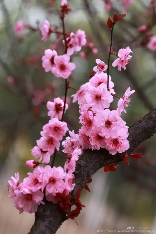 经过正常修剪的美人梅,最多一株可开花450朵,花开浅紫花色浓而不艳,冷