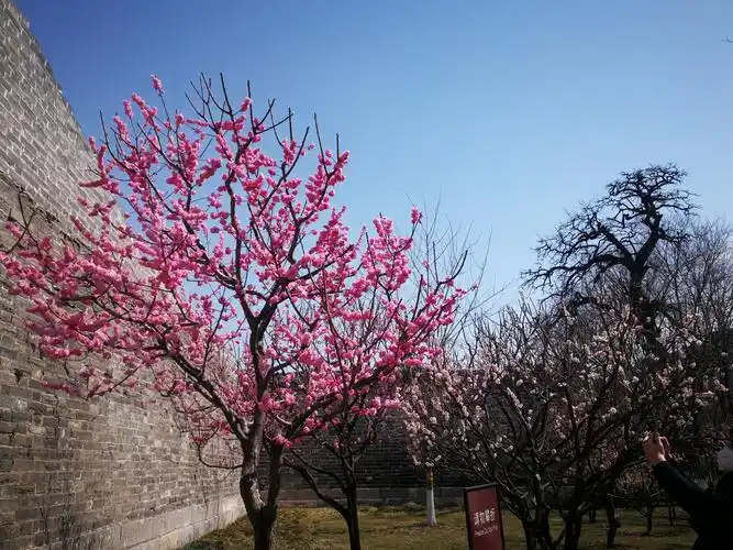 2020年3月20日, 21日去北京明长城遗址公园拍照梅花. - 美篇