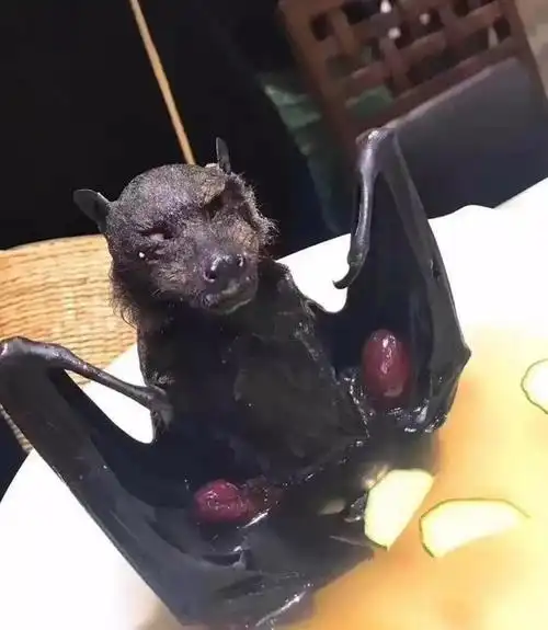 长着一副死神脸的蝙蝠