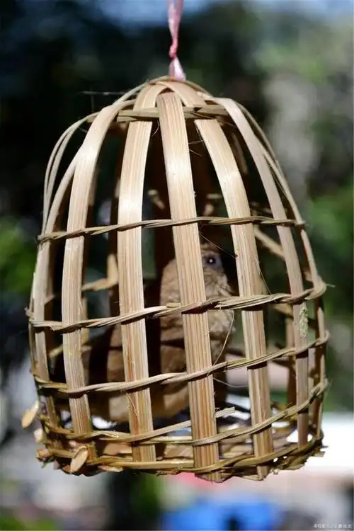 笼子里的小小鸟