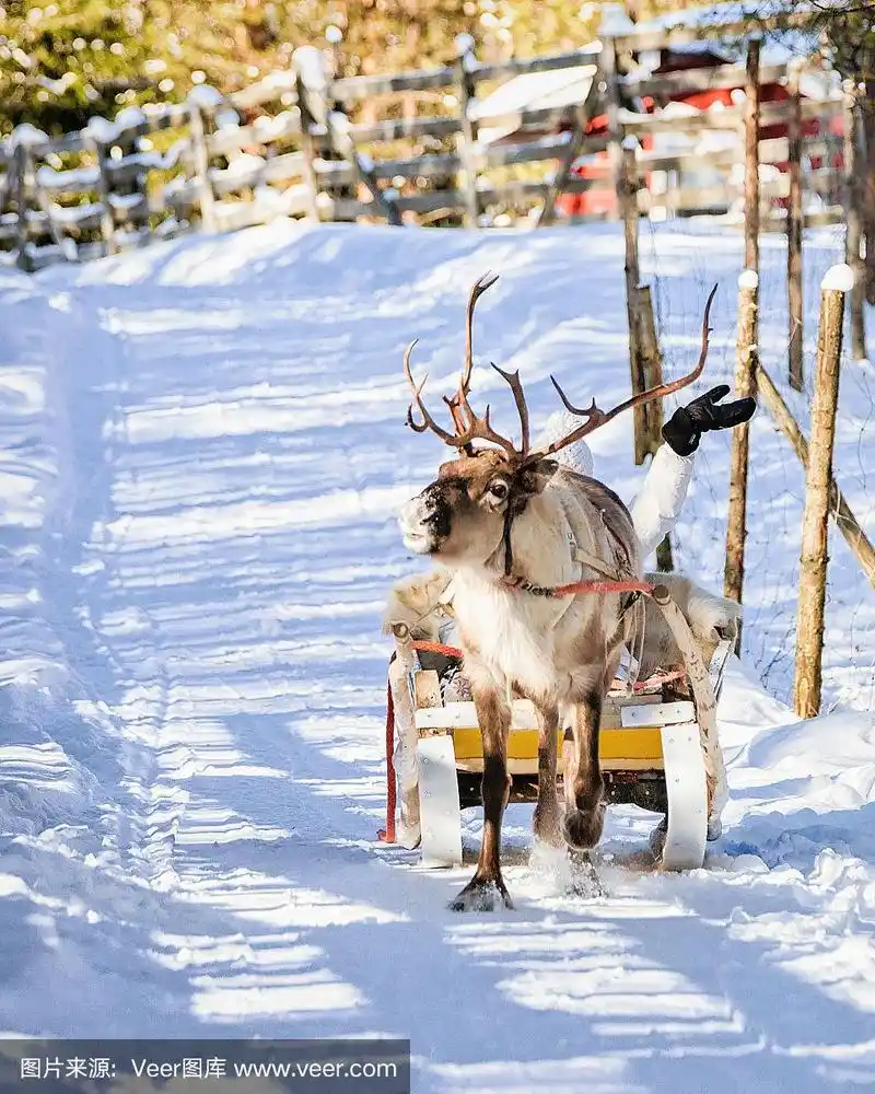 冬天,女人,驯鹿拉雪橇比赛,罗瓦涅米,动物拉雪橇比赛