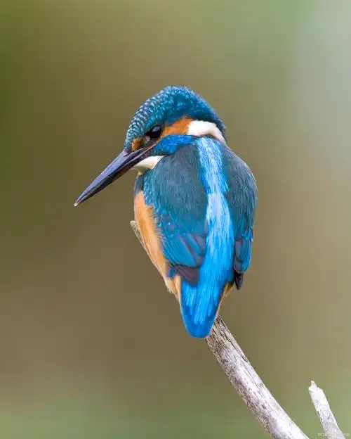 翠鸟可家养但属保护鸟类,饲养需要合法.