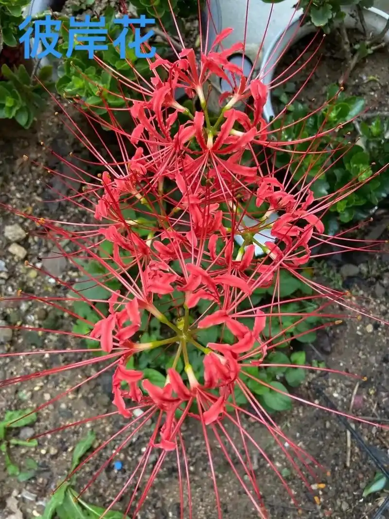 花语:绝望的爱 寓意:彼岸花寓意悲伤 - 抖音