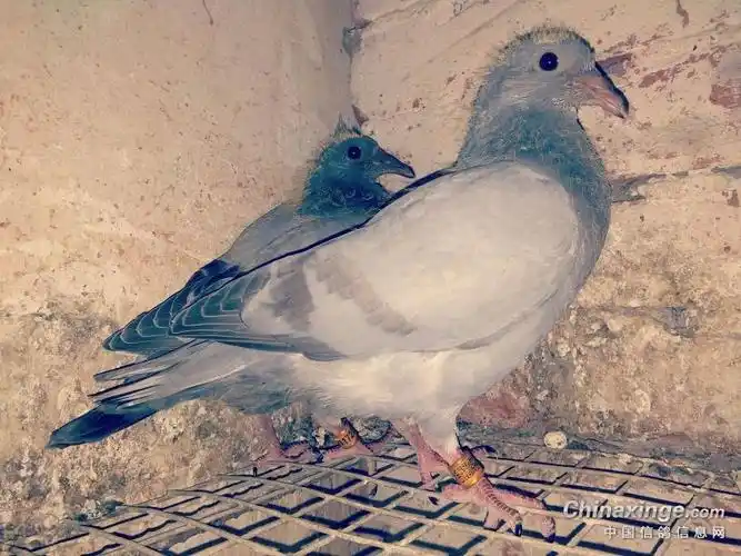 同父异母两羽瓦灰鸽,作出了今年的第二羽银灰鸽,第一窝是单羽银灰鸽