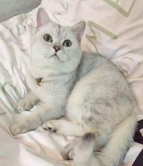 英短银渐层小猫咪图片