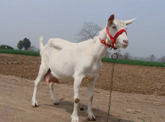 关中奶山羊-养殖品种-兽药招商网