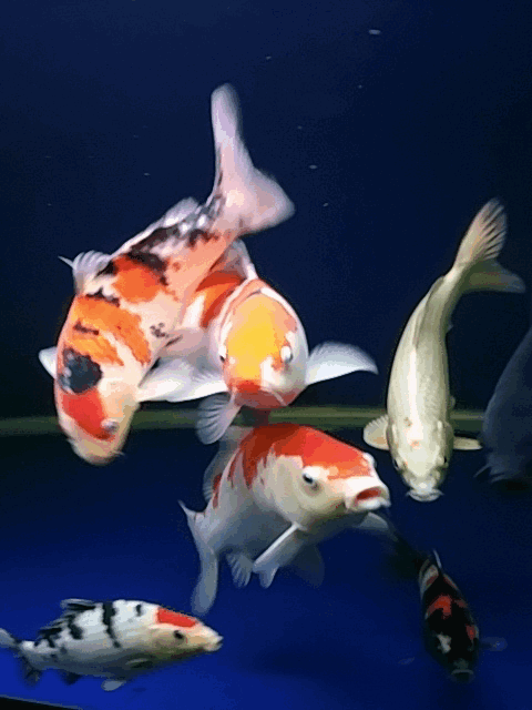 480_640竖版 竖屏gif 动态图 动图