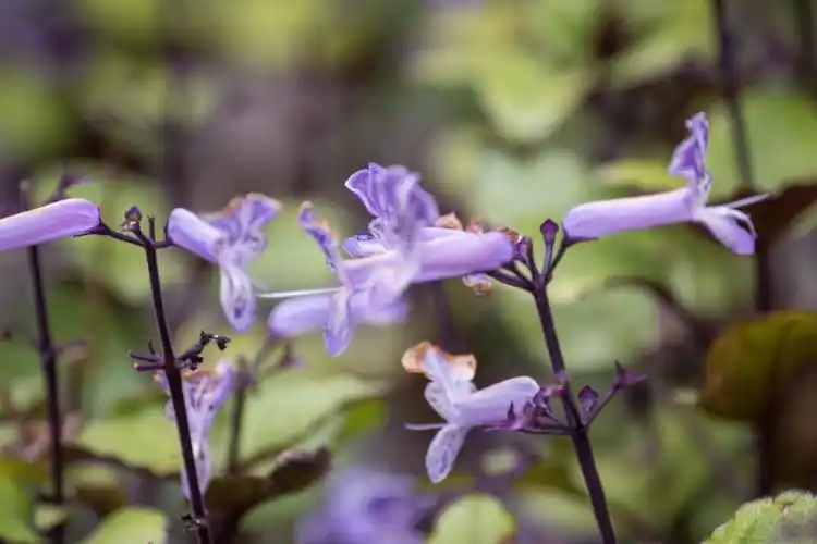 (首发)艾氏香茶菜
