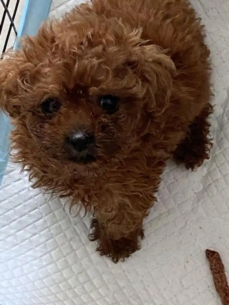 小泰迪什么时候第一次洗澡?