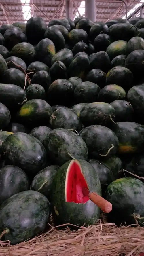 供应黑美人西瓜口感甜皮毛漂亮价格美丽