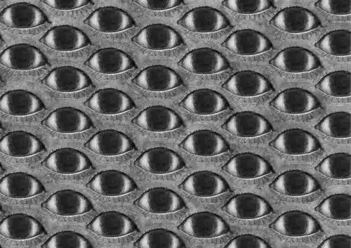 毛毛毛读作cuì的相册眼眼眼密集综合症慎入