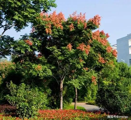 行道树新品种栾树