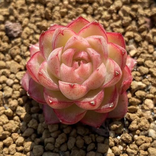 无肉不欢 一物一拍 初代女王 红女王 女王玫瑰 多肉植物 01.27-9