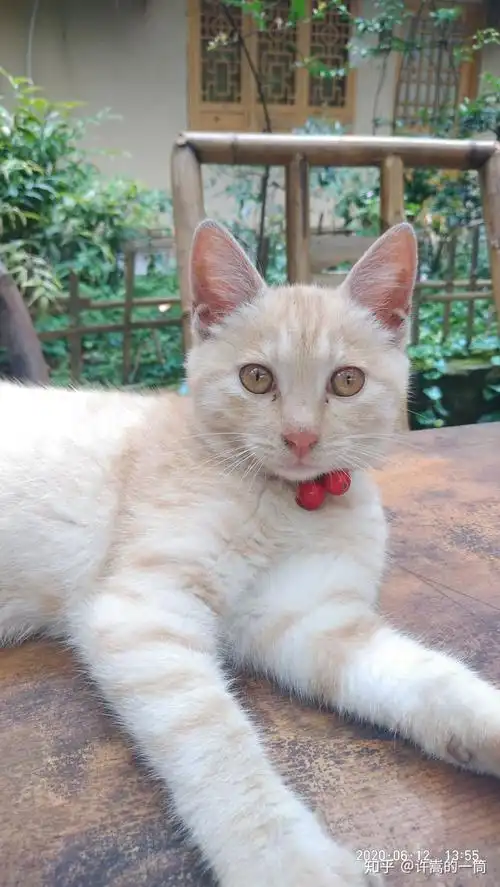 土猫(田园猫)真的没品种猫好看吗?