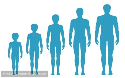 男人的身体比例随着年龄而变化.男孩的身体成