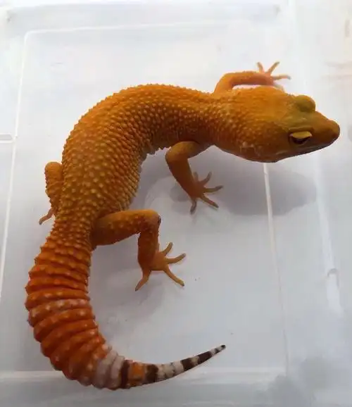 瘤尾守宫(守宫是啥?常见守宫赏析)