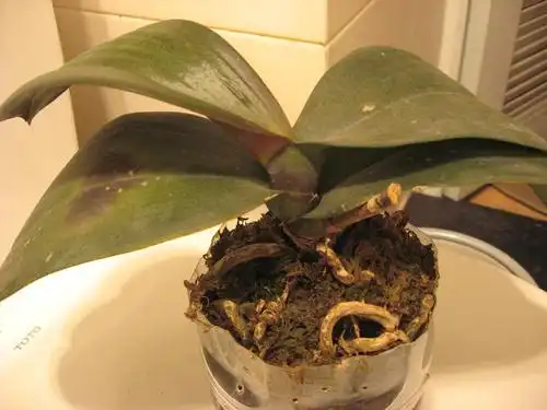 求救蝴蝶兰叶面出现黑斑