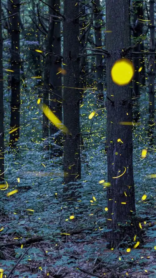 手机壁纸桌面背景 自然风景摄影长曝光 森林动物萌宠物 昆虫光芒 唯美