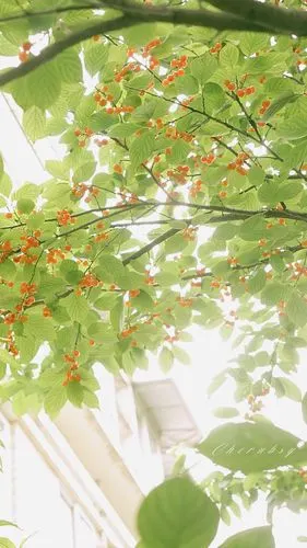 夏日小清新绿色手机壁纸