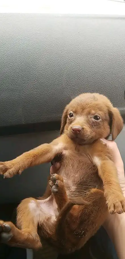 女孩:四海八荒,我都要护你周全_狗狗_小家伙_老公