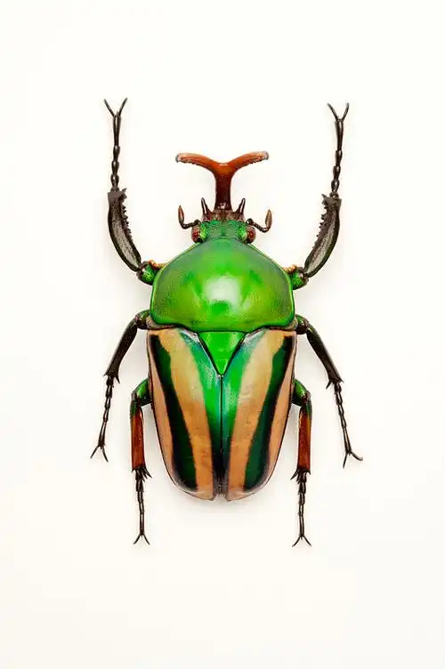 金龟子甲虫昆虫鞘翅目花金龟虎斑大角金龟图片素材