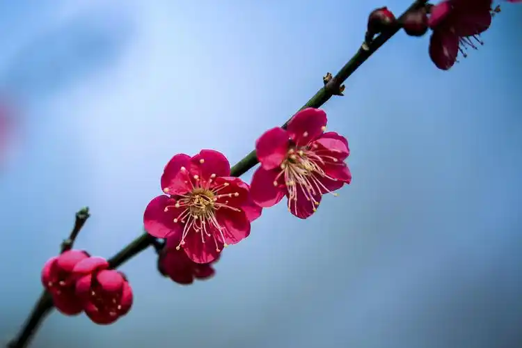 金陵梅花山梅花盛开
