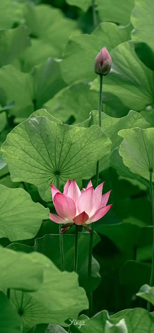 分享一组绿色护眼壁纸#治愈系##无水印壁纸##手机壁纸##分享图片