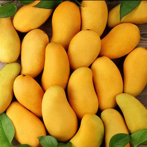 海南高乐蜜芒果当季新鲜热带水果3/5/10斤贵妃芒小台芒果整箱批发