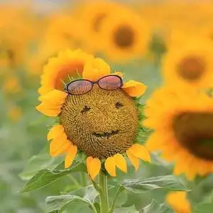 阳光灿烂滴燕子~头像