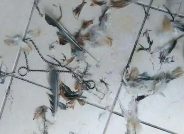 回家看到一地鸡毛,哈士奇犯二,把家里老母鸡鸡毛拔了!