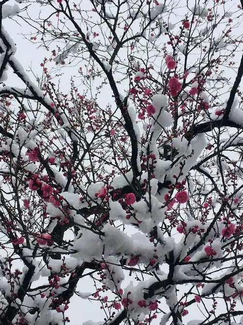 雪中的梅花原来是这么美丽,真可谓梅花欢喜漫天雪.