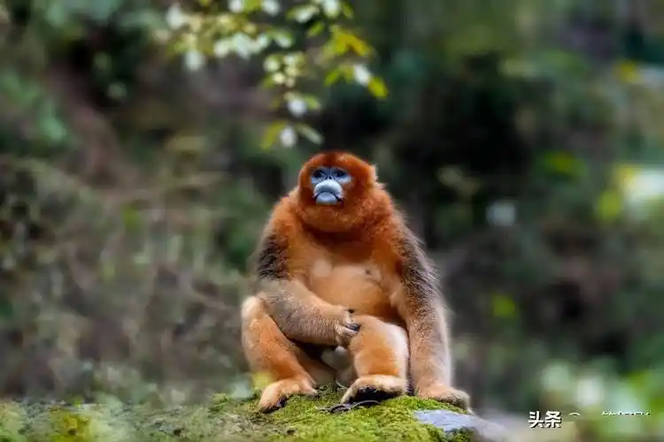 野生金丝猴——世界濒危珍稀动物,杭州翁剑敏/摄影_秦岭_品种_缅甸