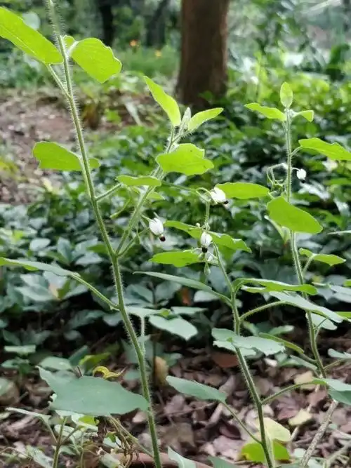 走进百草园丨清热利湿的白英知多少_手机搜狐网