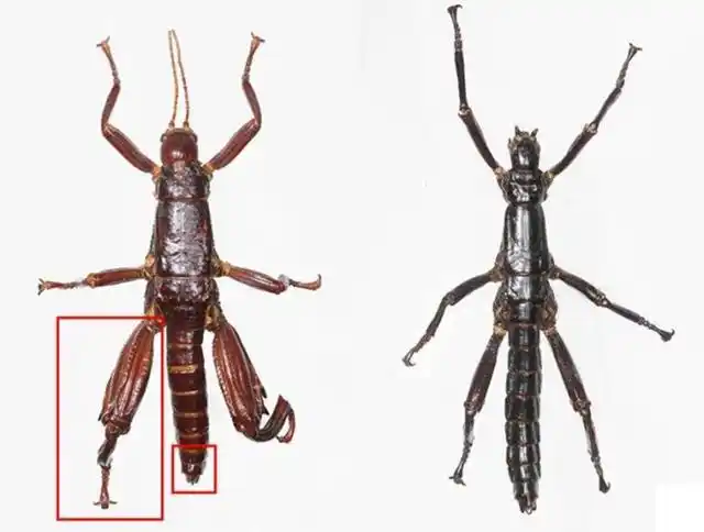 树龙虾是它们的小名,正式的学名叫做豪勋爵岛竹节虫
