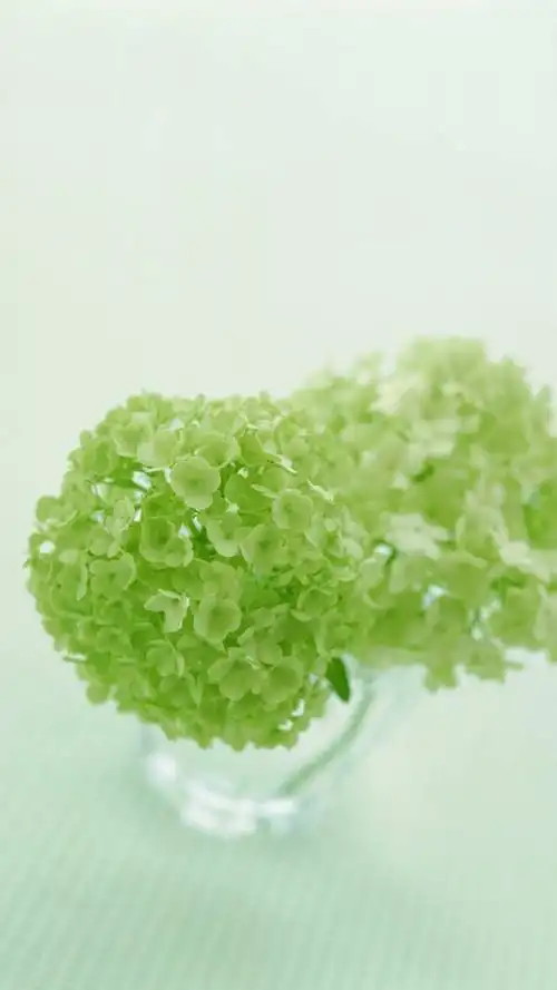 治愈系绿色护眼植物唯美小清新手机壁纸