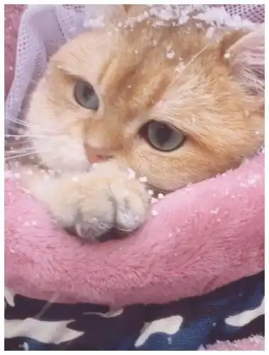 猫咪第一次看雪,它冻得直打哆嗦,猫:真的好冷啊