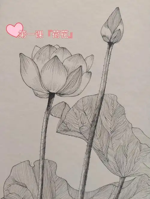 线描荷花太丑了