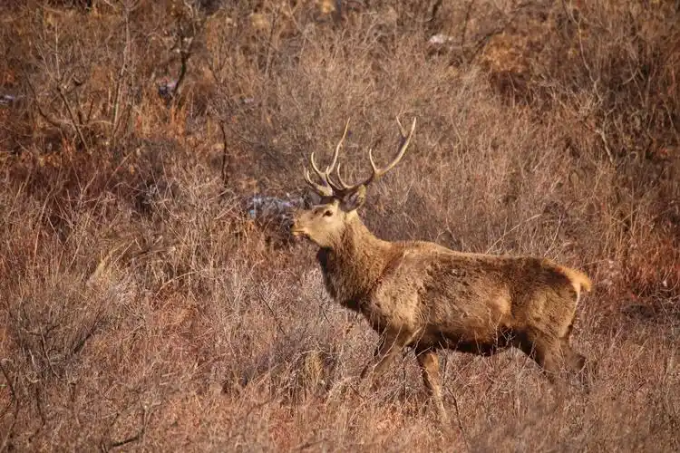 维护生态平衡,保护动物〕马鹿 :内蒙古高格斯台罕乌拉国家级自然