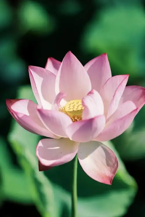 辰山荷花壁纸欣赏